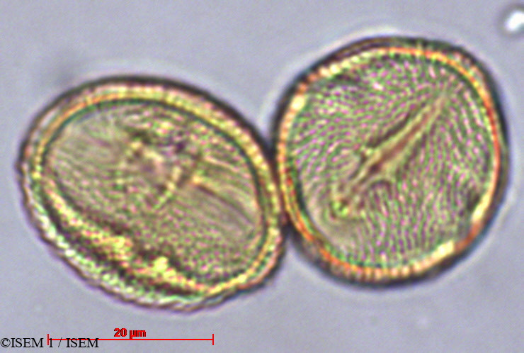 ISEM 1/Schinopsis_haenkeana_29455/Schinopsis_haenkeana_29455_0001(copy).jpg